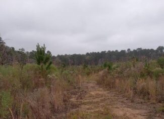 66.5 Acre Hunting Property For Sale Amite County Mississippi