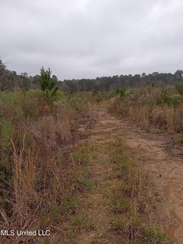 66.5 Acre Hunting Property For Sale Amite County Mississippi
