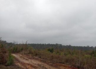 66.5 Acre Hunting Property For Sale Amite County Mississippi