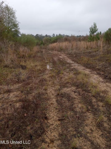 66.5 Acre Hunting Property For Sale Amite County Mississippi