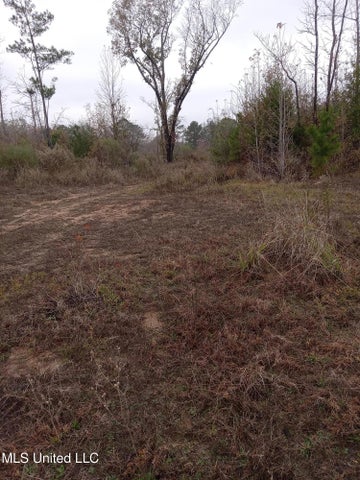 66.5 Acre Hunting Property For Sale Amite County Mississippi