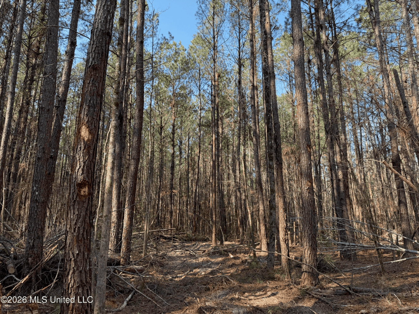 Land for Sale in Simpson County