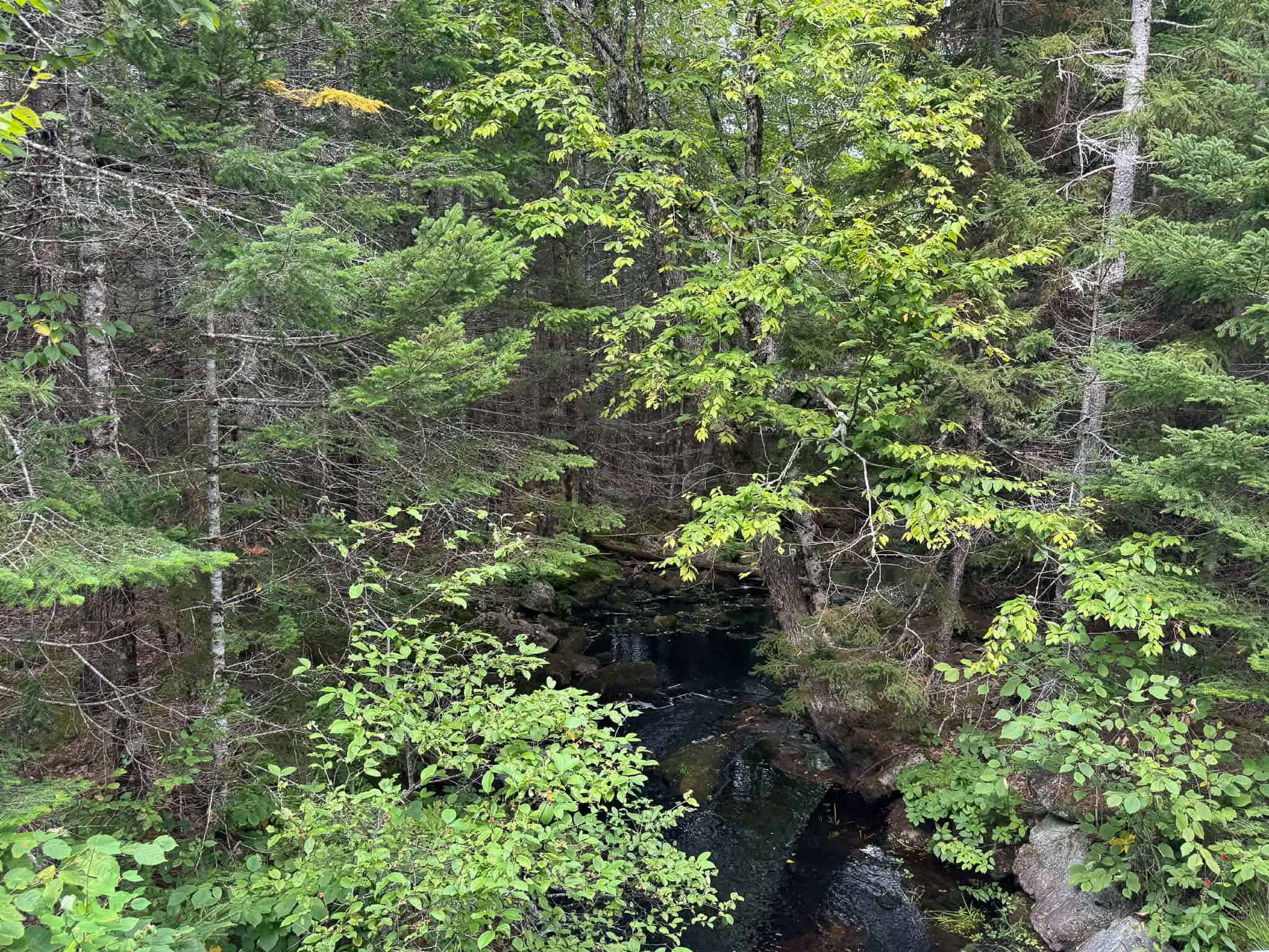 50 Acre Parcel in Downeast Maine – Northfield