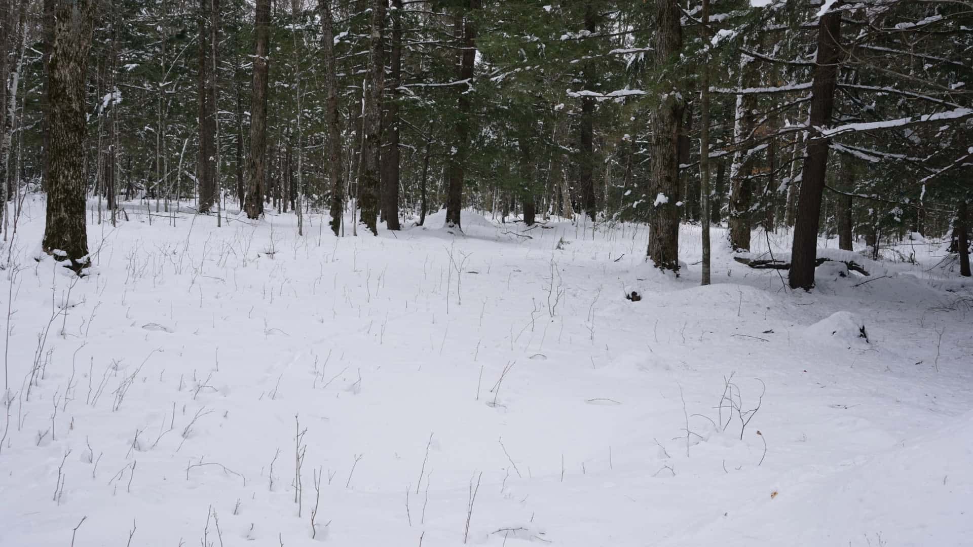 43+/-  Acre Marathon County Hunting, Timber and Rec Tract For Sale