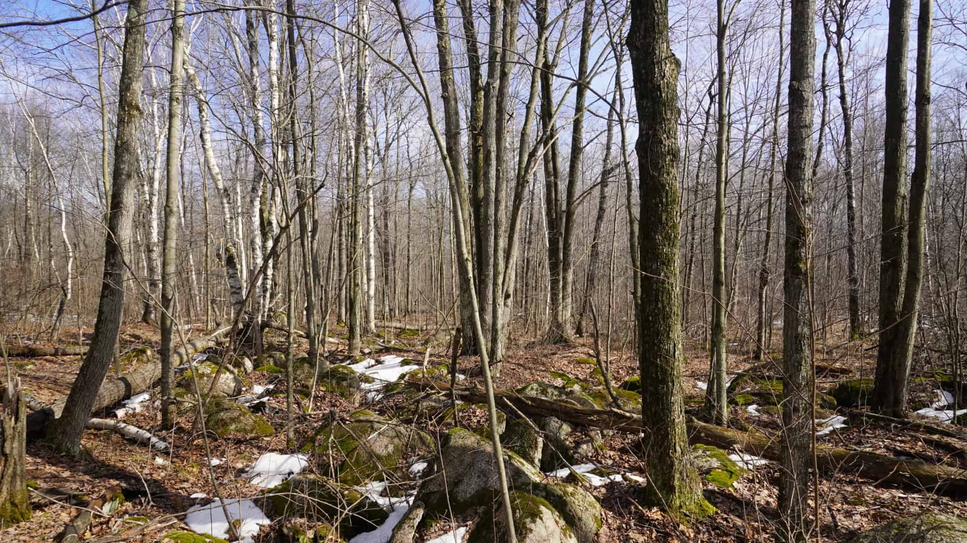 40± acre hunting property outside of Mosinee in Marathon County