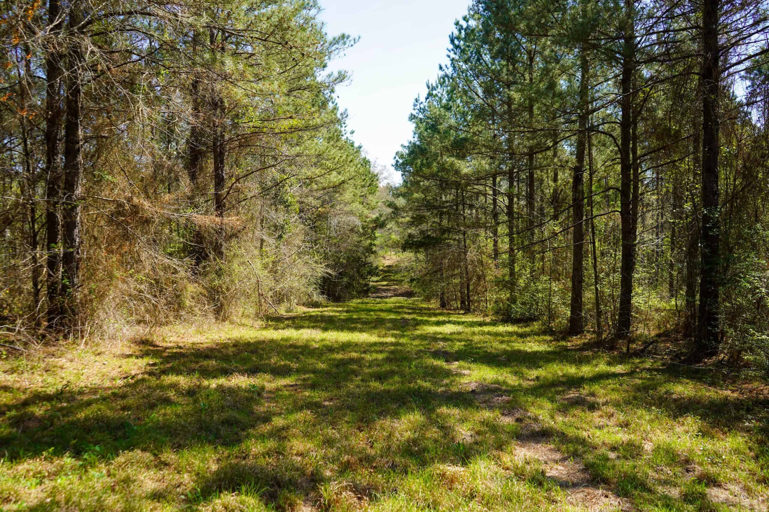 Northeast Lincoln Parish Timberland for Sale