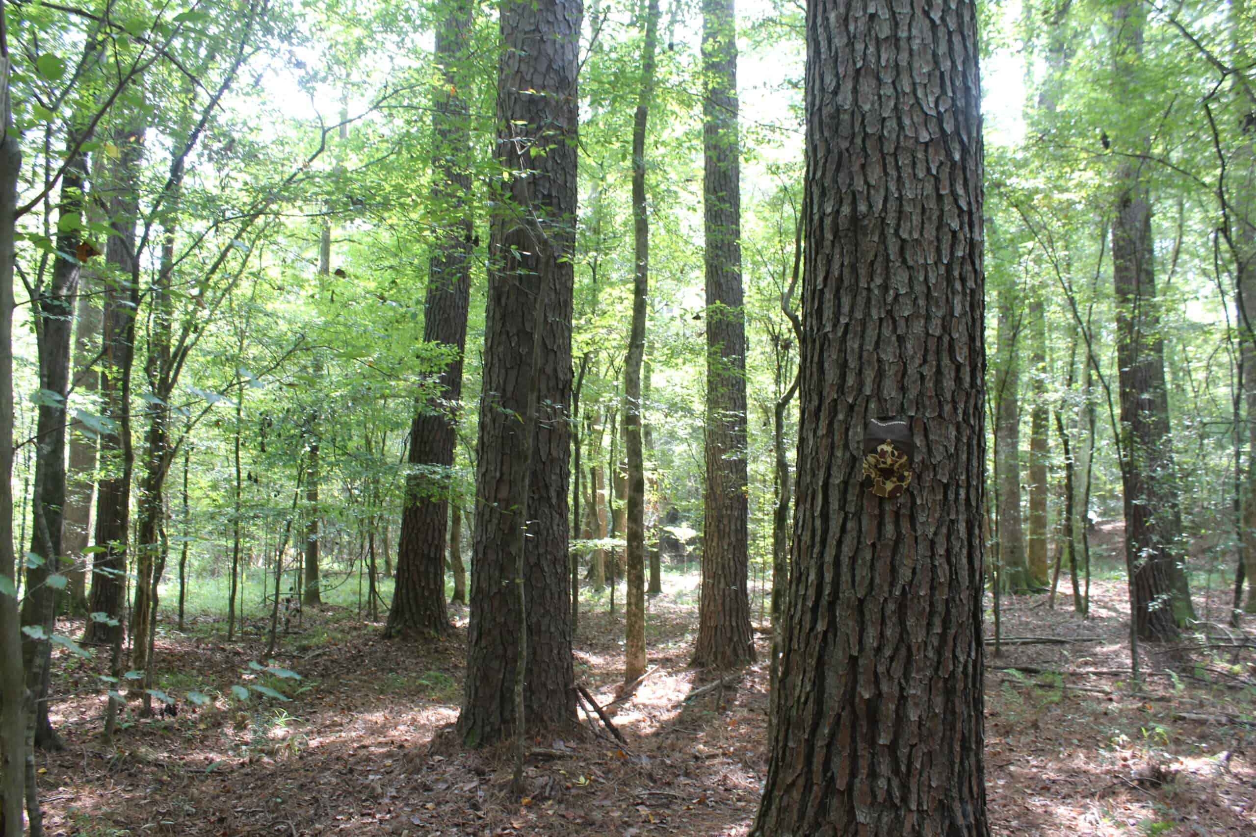 Creekfront Property For Sale with Beautiful Timber and Great Hunting Lincoln County Mississippi