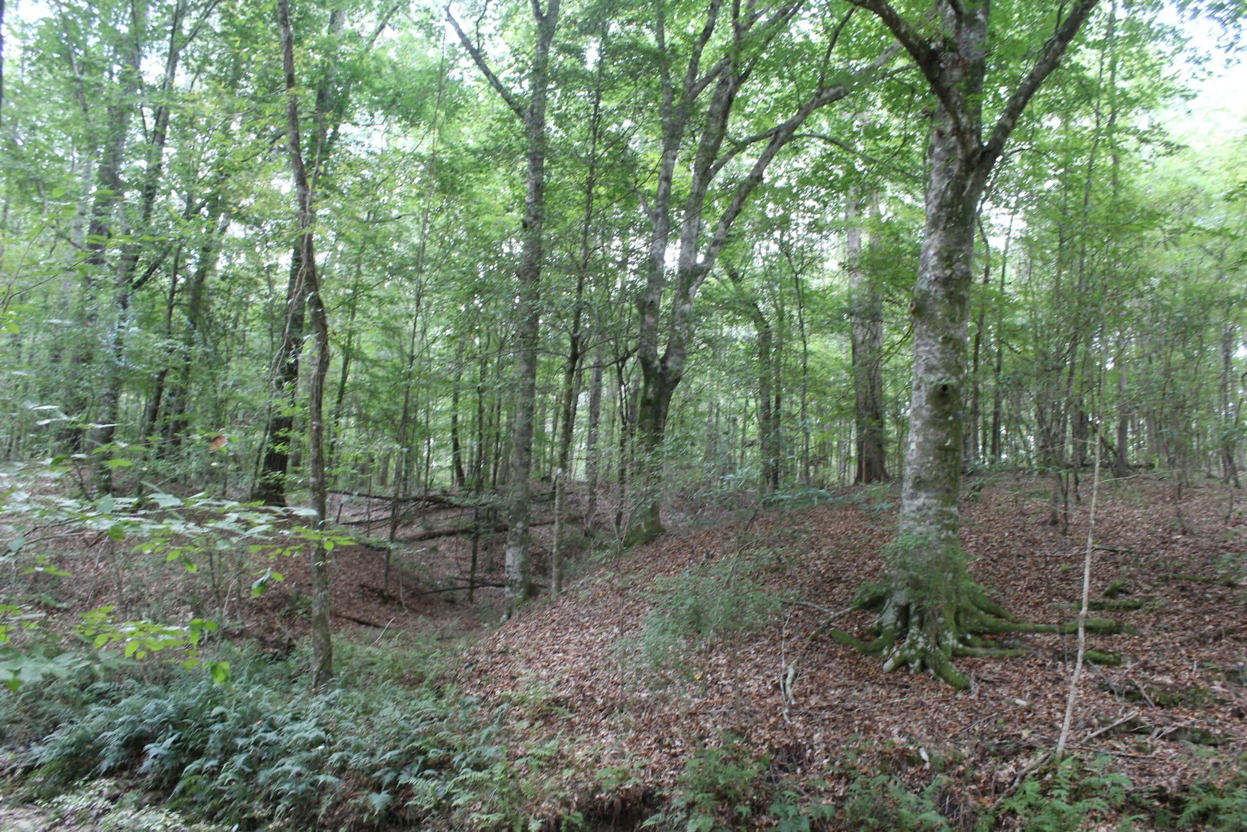 Wooded Land with Creek Frontage For Sale Lincoln County Mississippi