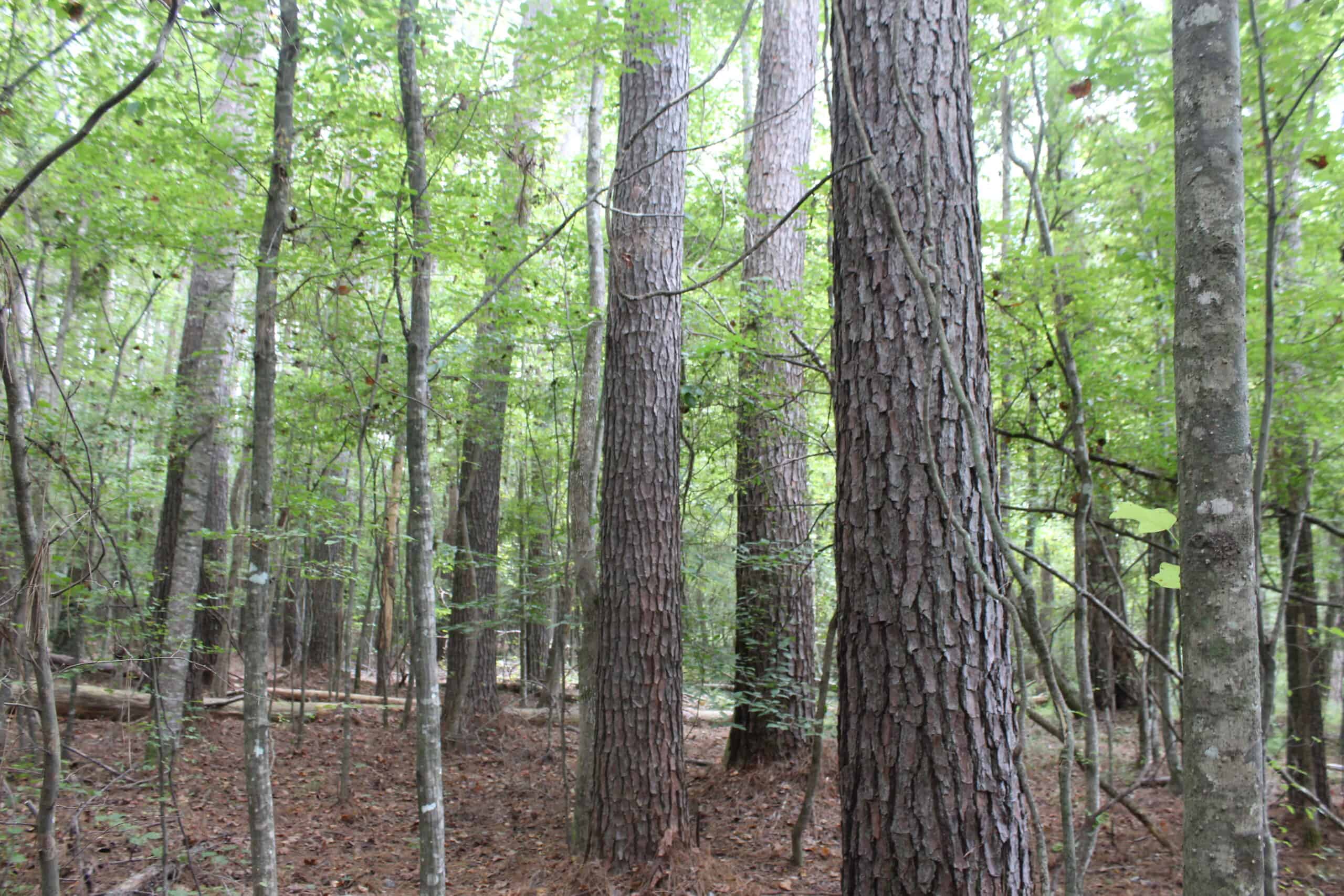 Wooded Land with Creek Frontage For Sale Lincoln County Mississippi
