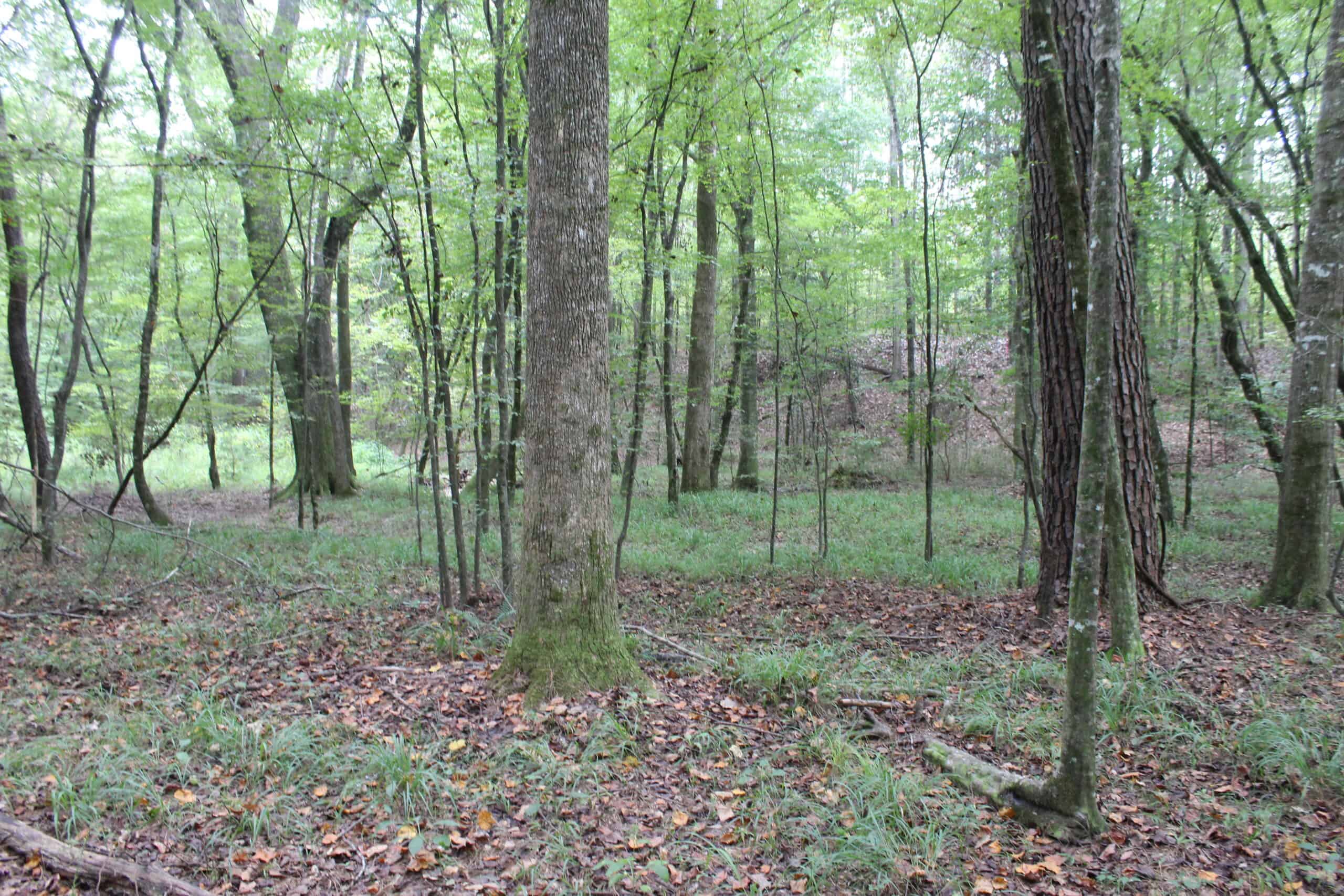 Wooded Land with Creek Frontage For Sale Lincoln County Mississippi