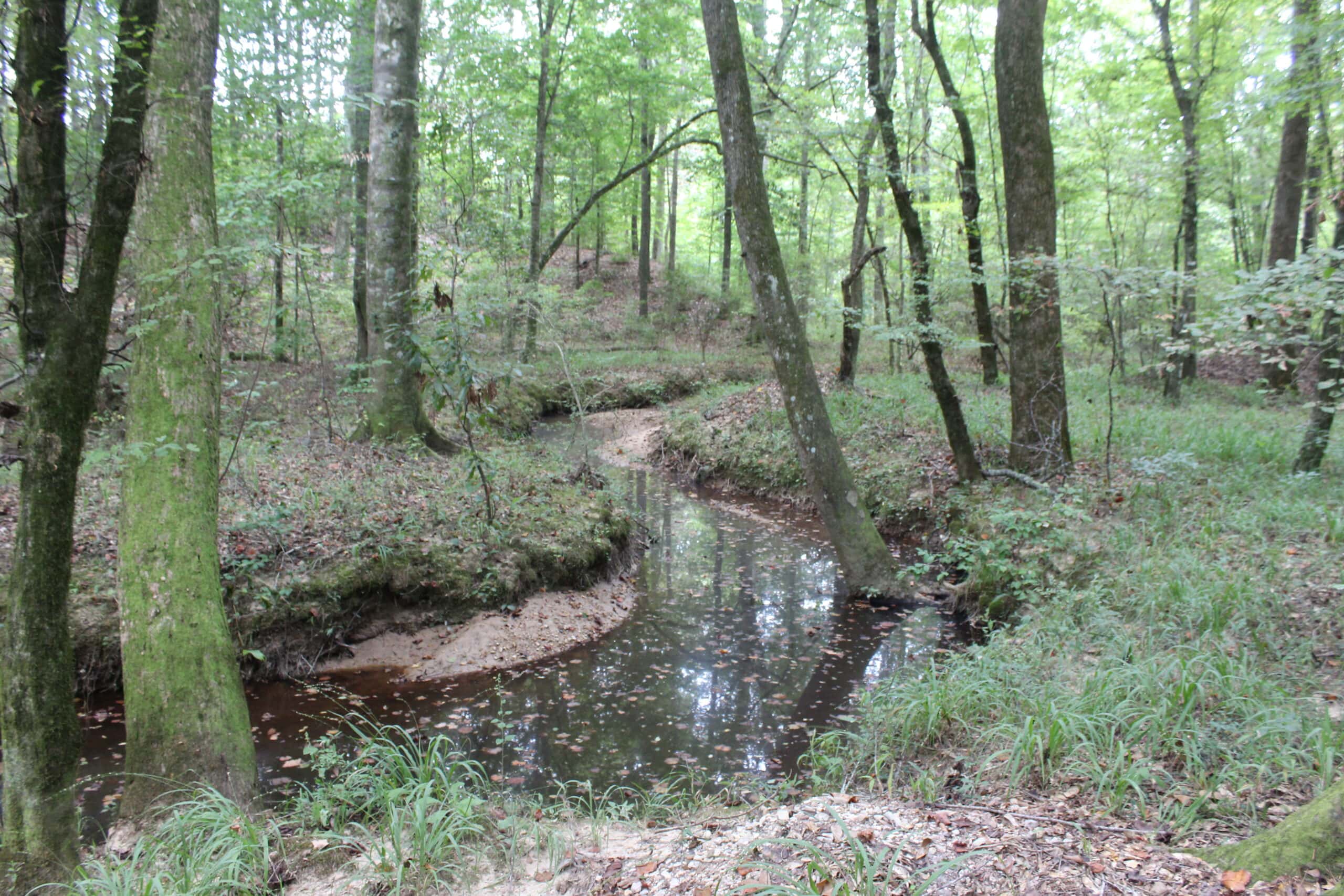 Wooded Land with Creek Frontage For Sale Lincoln County Mississippi