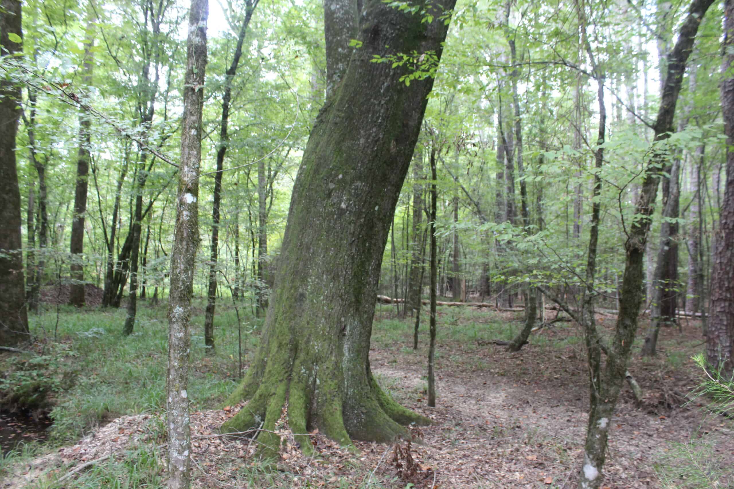 Creekfront Property For Sale with Beautiful Timber and Great Hunting Lincoln County Mississippi