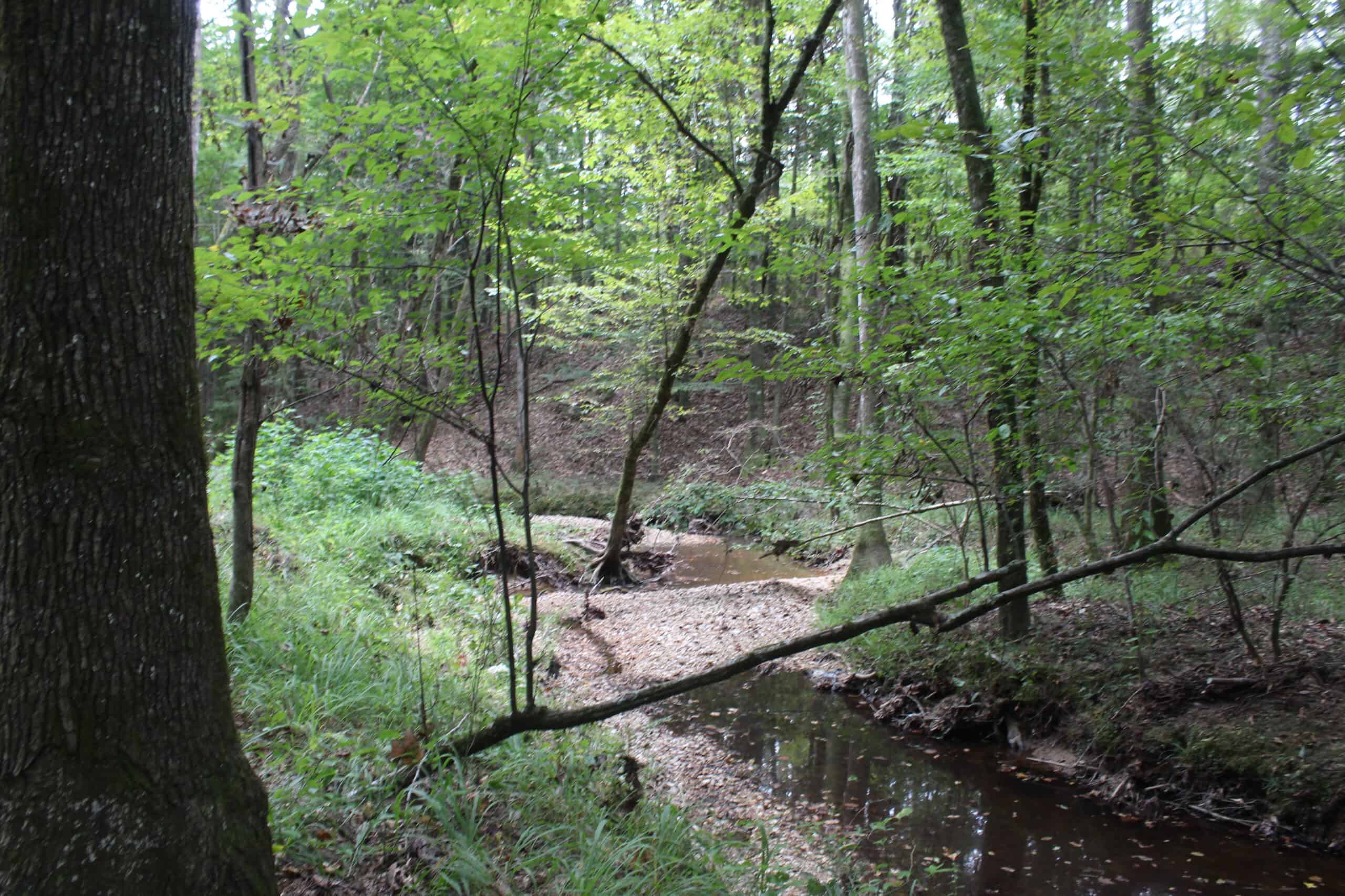 Creekfront Property For Sale with Beautiful Timber and Great Hunting Lincoln County Mississippi