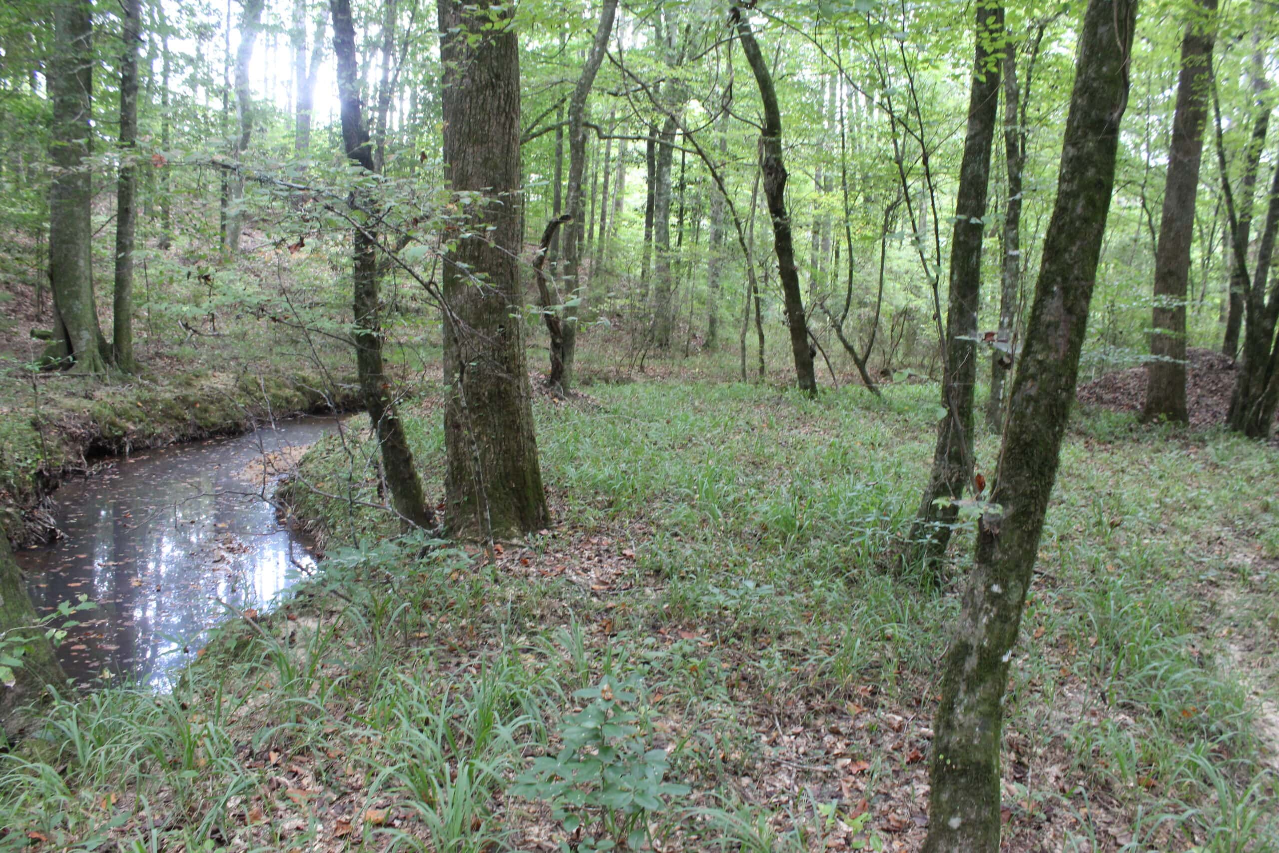 Creekfront Property For Sale with Beautiful Timber and Great Hunting Lincoln County Mississippi
