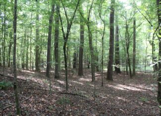 Creekfront Property For Sale with Beautiful Timber and Great Hunting Lincoln County Mississippi