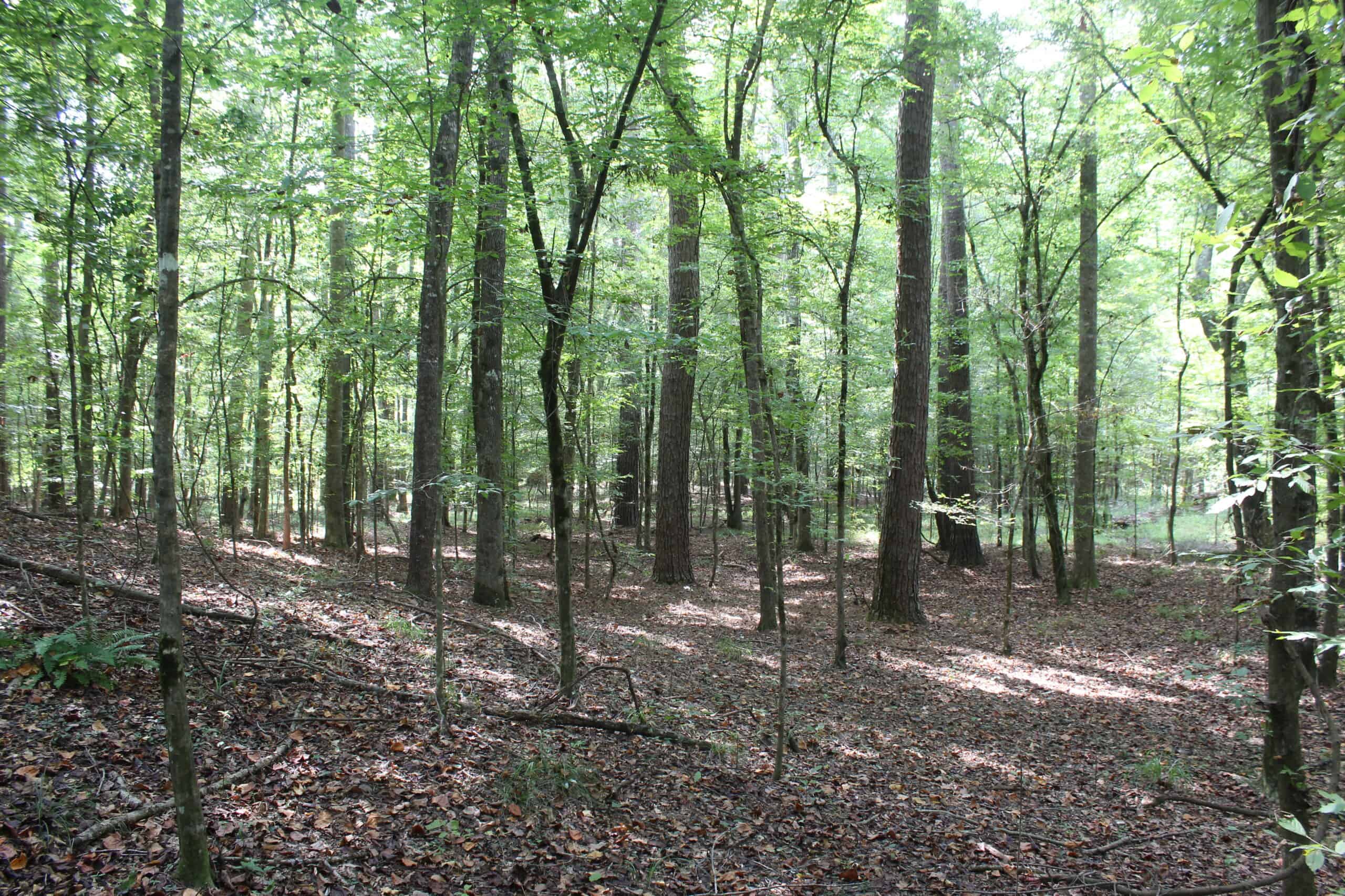 Creekfront Property For Sale with Beautiful Timber and Great Hunting Lincoln County Mississippi