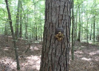 Creekfront Property For Sale with Beautiful Timber and Great Hunting Lincoln County Mississippi