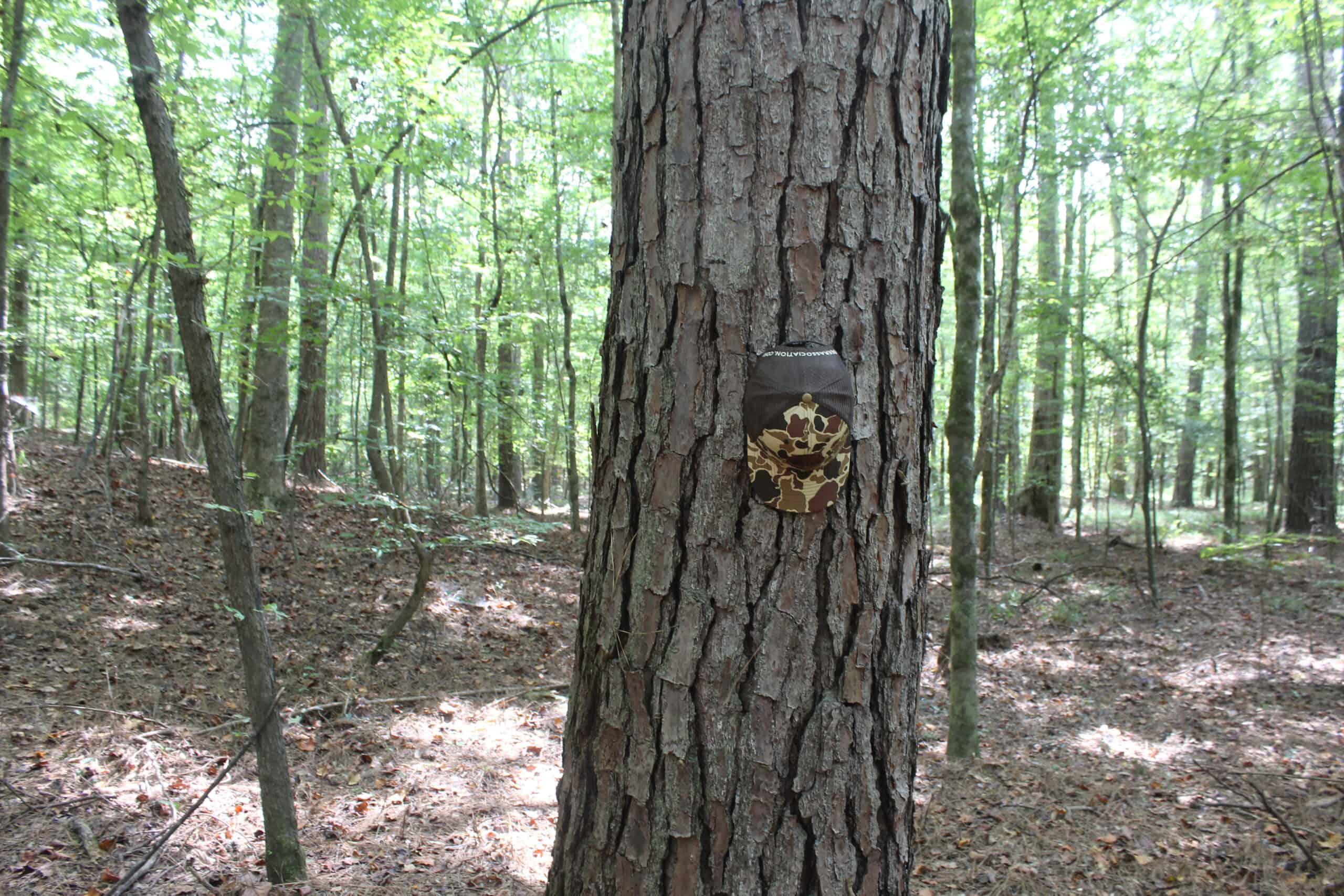 Creekfront Property For Sale with Beautiful Timber and Great Hunting Lincoln County Mississippi