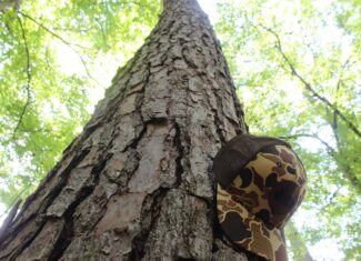 Wooded Land with Creek Frontage For Sale Lincoln County Mississippi