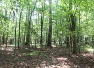 Creekfront Property For Sale with Beautiful Timber and Great Hunting Lincoln County Mississippi