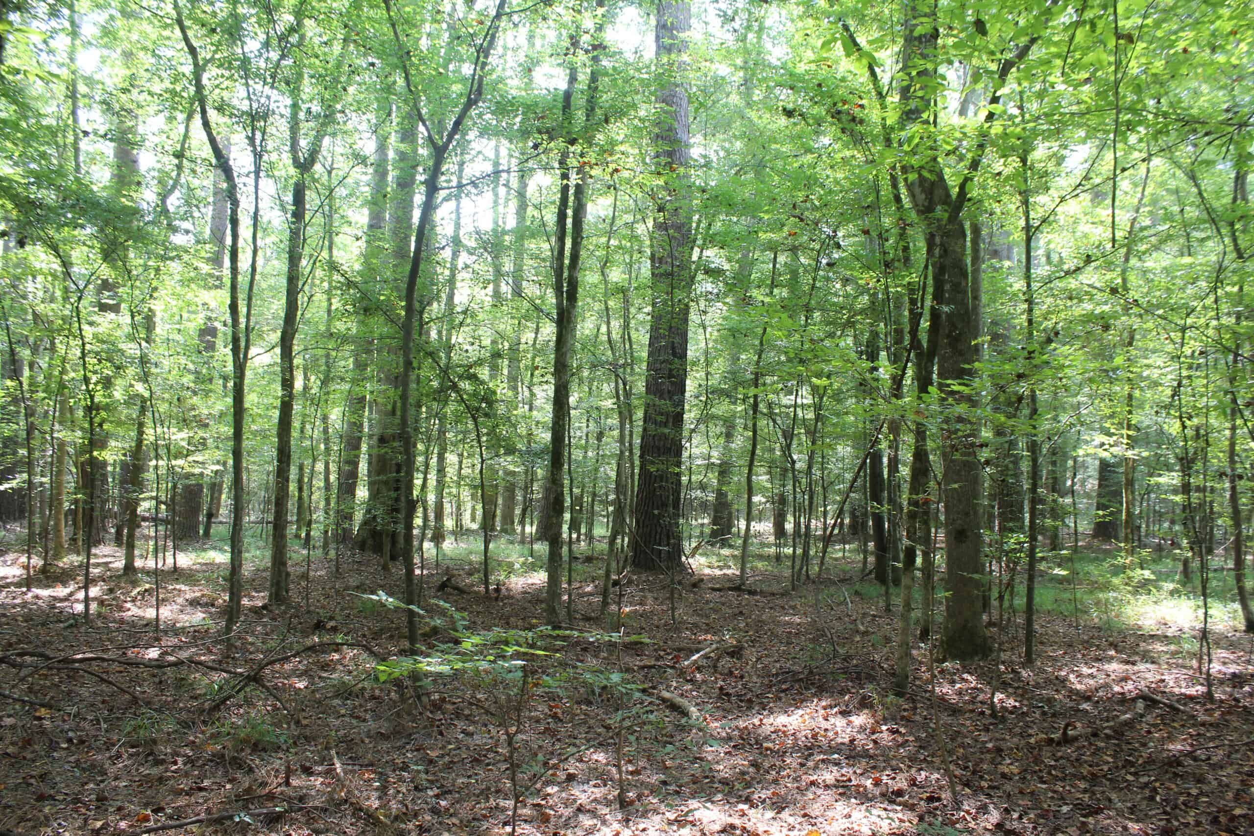 Creekfront Property For Sale with Beautiful Timber and Great Hunting Lincoln County Mississippi