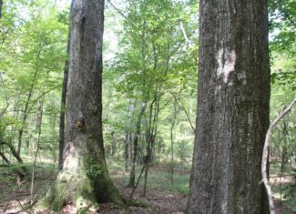 Creekfront Property For Sale with Beautiful Timber and Great Hunting Lincoln County Mississippi