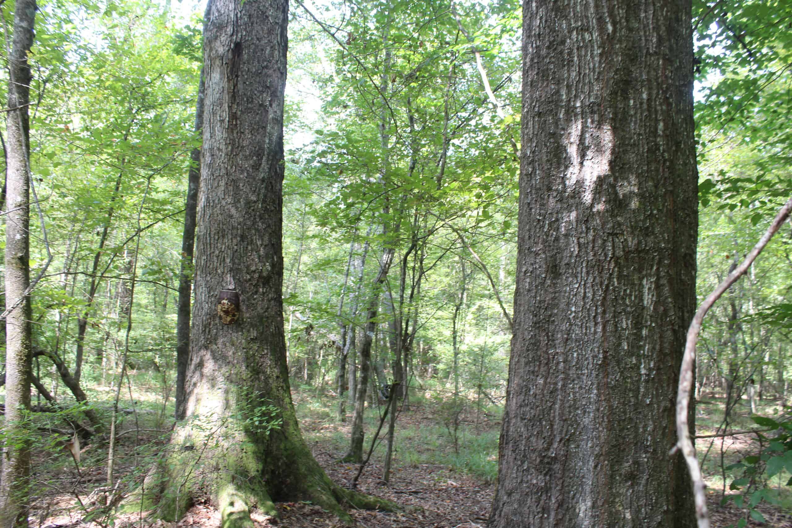 Wooded Land with Creek Frontage For Sale Lincoln County Mississippi