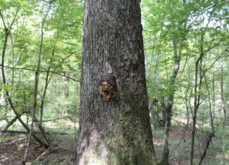 Wooded Land with Creek Frontage For Sale Lincoln County Mississippi