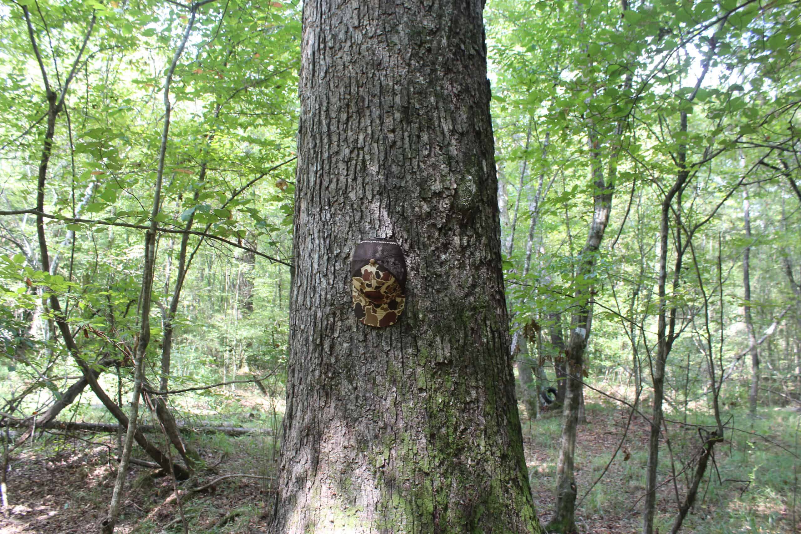 Wooded Land with Creek Frontage For Sale Lincoln County Mississippi