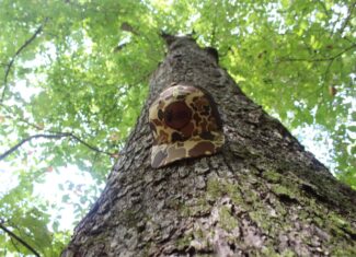Wooded Land with Creek Frontage For Sale Lincoln County Mississippi