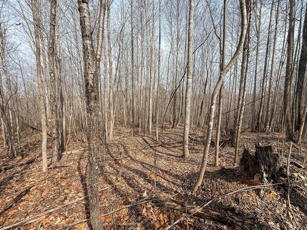 83.71± Acres of Prime Hunting & Recreation in Halifax County, VA