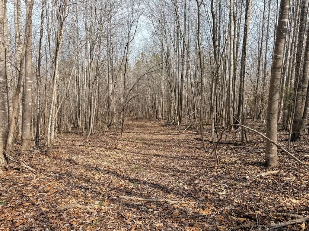 83.71± Acres of Prime Hunting & Recreation in Halifax County, VA