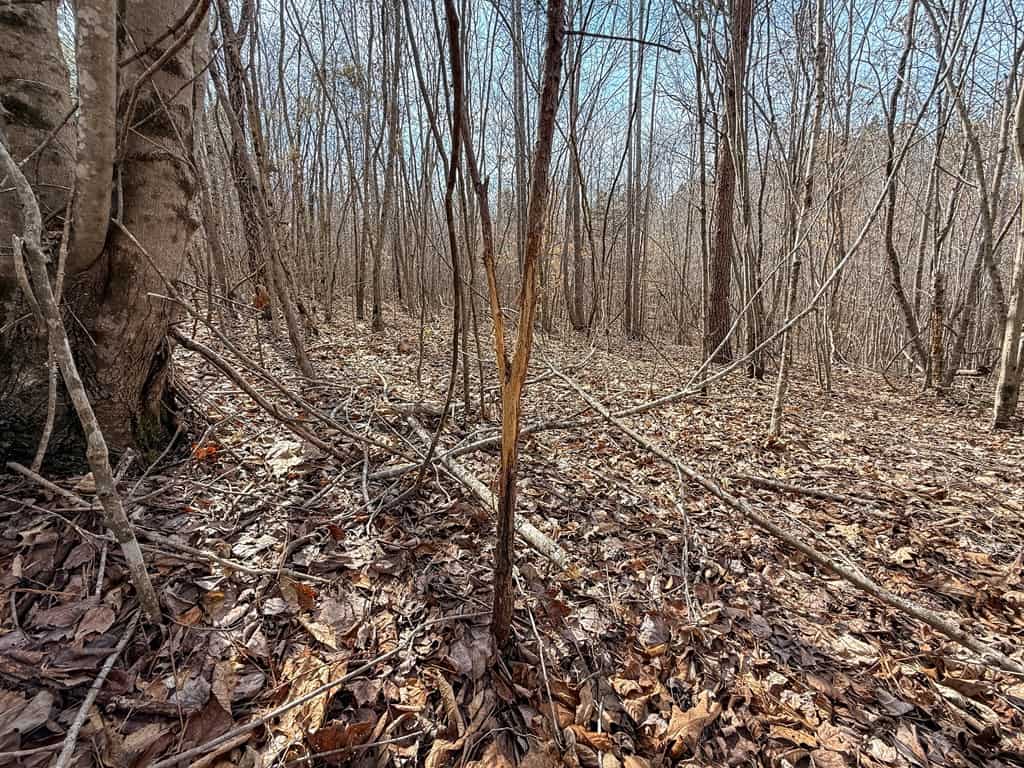 83.71± Acres of Prime Hunting & Recreation in Halifax County, VA