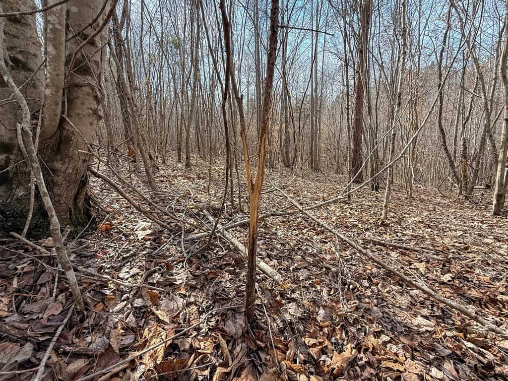 83.71± Acres of Prime Hunting & Recreation in Halifax County, VA