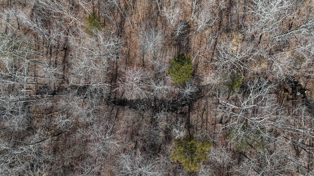 83.71± Acres of Prime Hunting & Recreation in Halifax County, VA