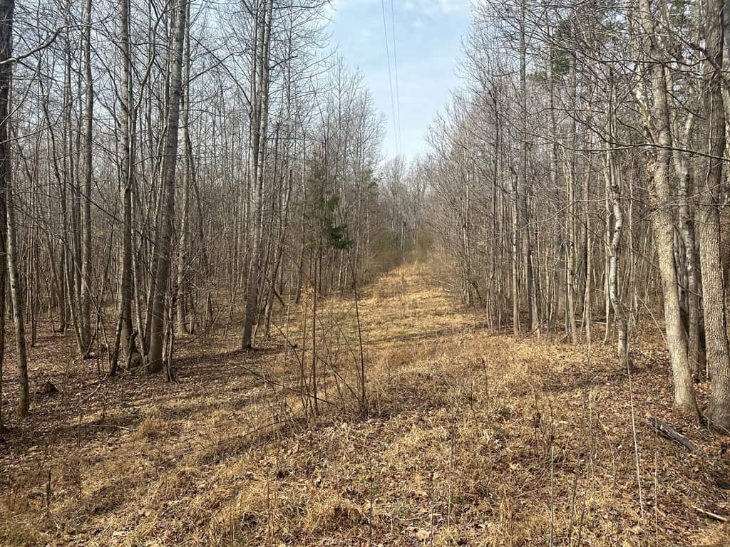 35.24 Acres Bordering White Oak Mountain WMA – Hunter’s Haven
