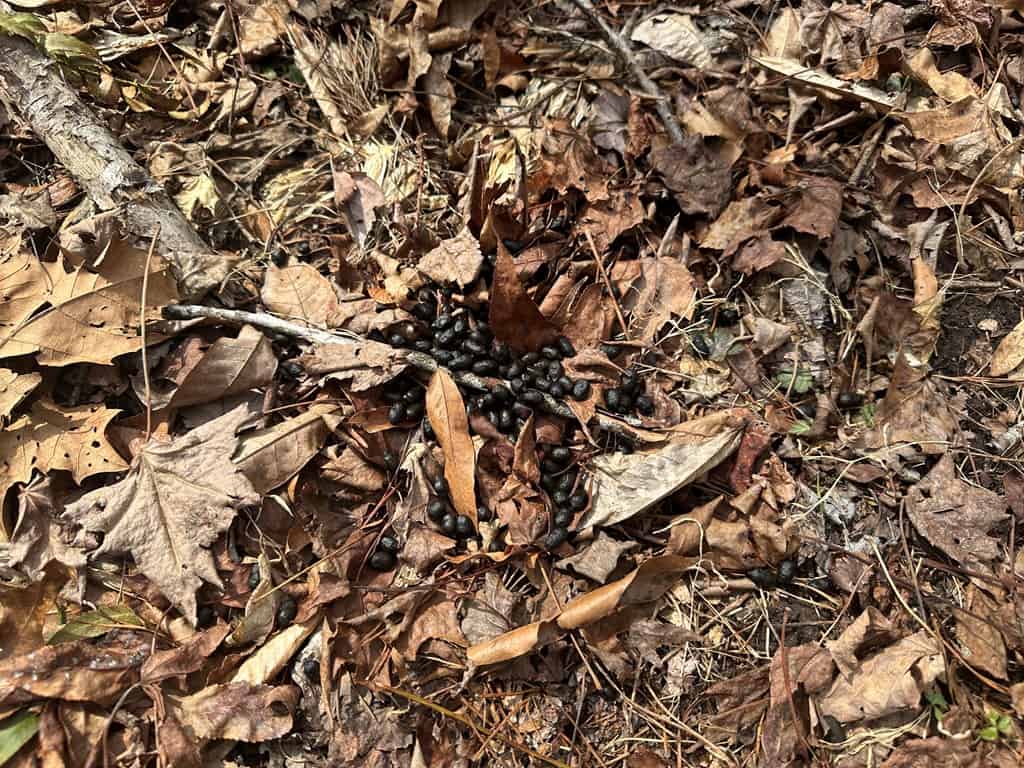 35.24 Acres Bordering White Oak Mountain WMA – Hunter’s Haven