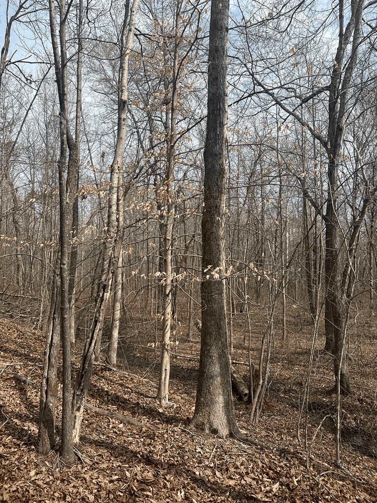 35.24 Acres Bordering White Oak Mountain WMA – Hunter’s Haven