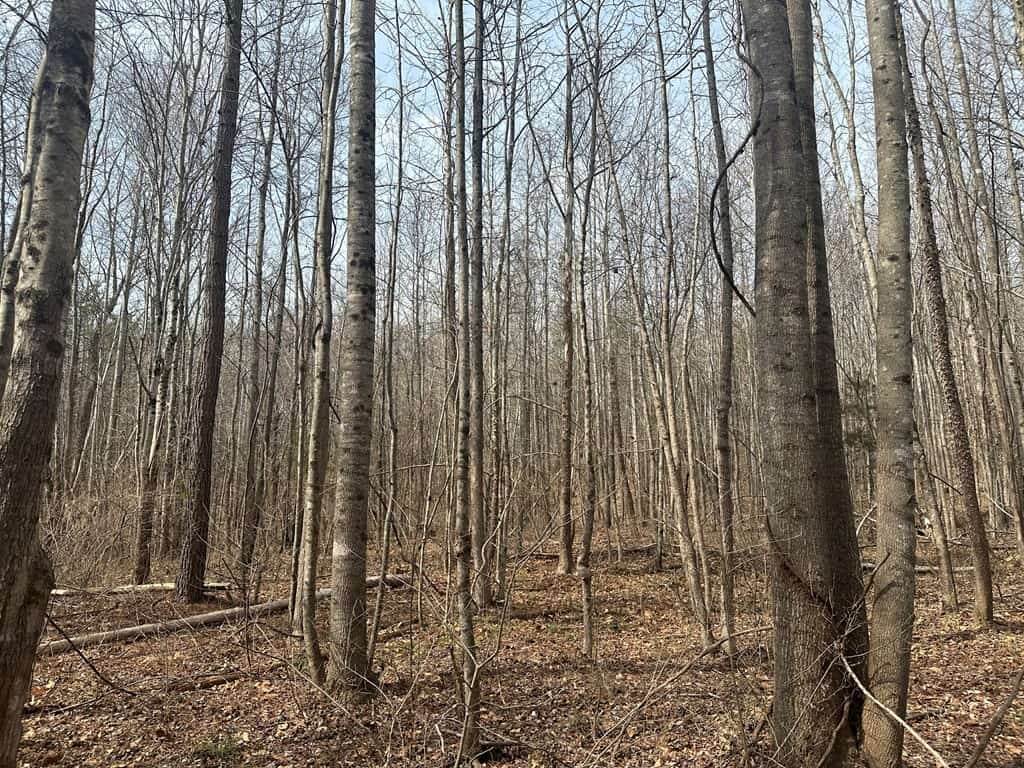 35.24 Acres Bordering White Oak Mountain WMA – Hunter’s Haven