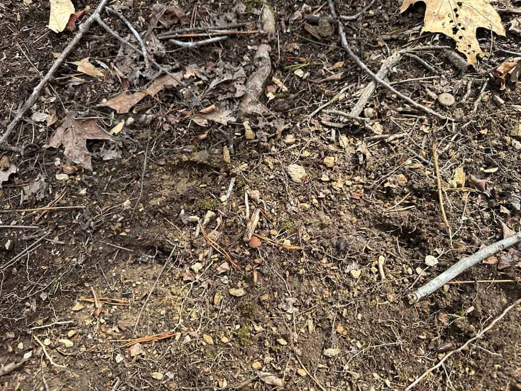 35.24 Acres Bordering White Oak Mountain WMA – Hunter’s Haven