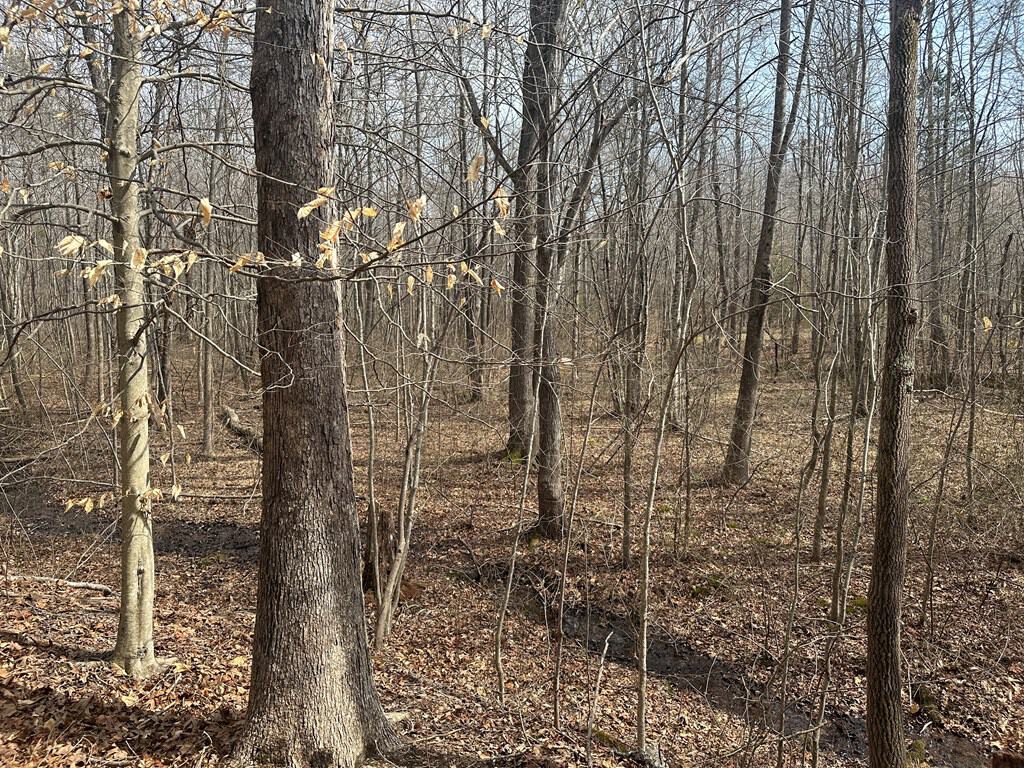 35.24 Acres Bordering White Oak Mountain WMA – Hunter’s Haven
