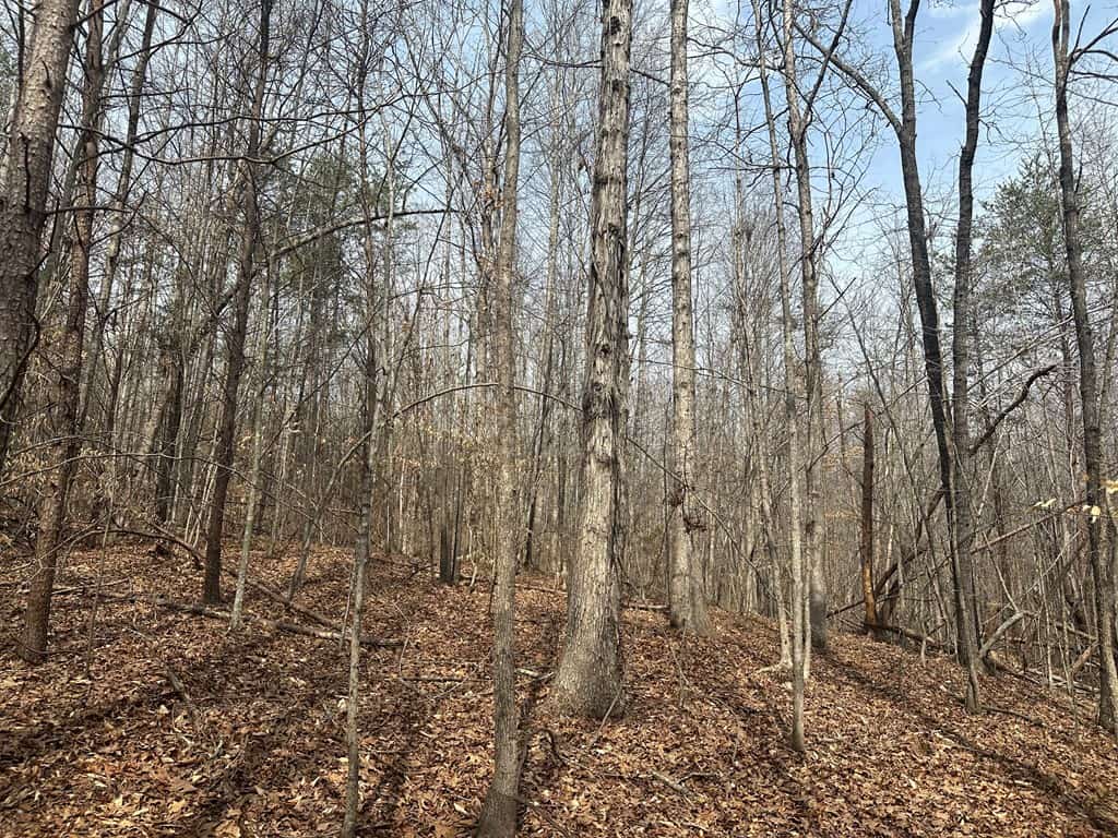35.24 Acres Bordering White Oak Mountain WMA – Hunter’s Haven