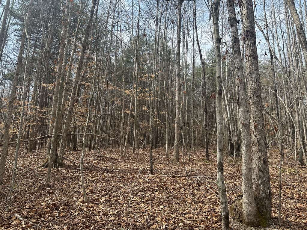 35.24 Acres Bordering White Oak Mountain WMA – Hunter’s Haven