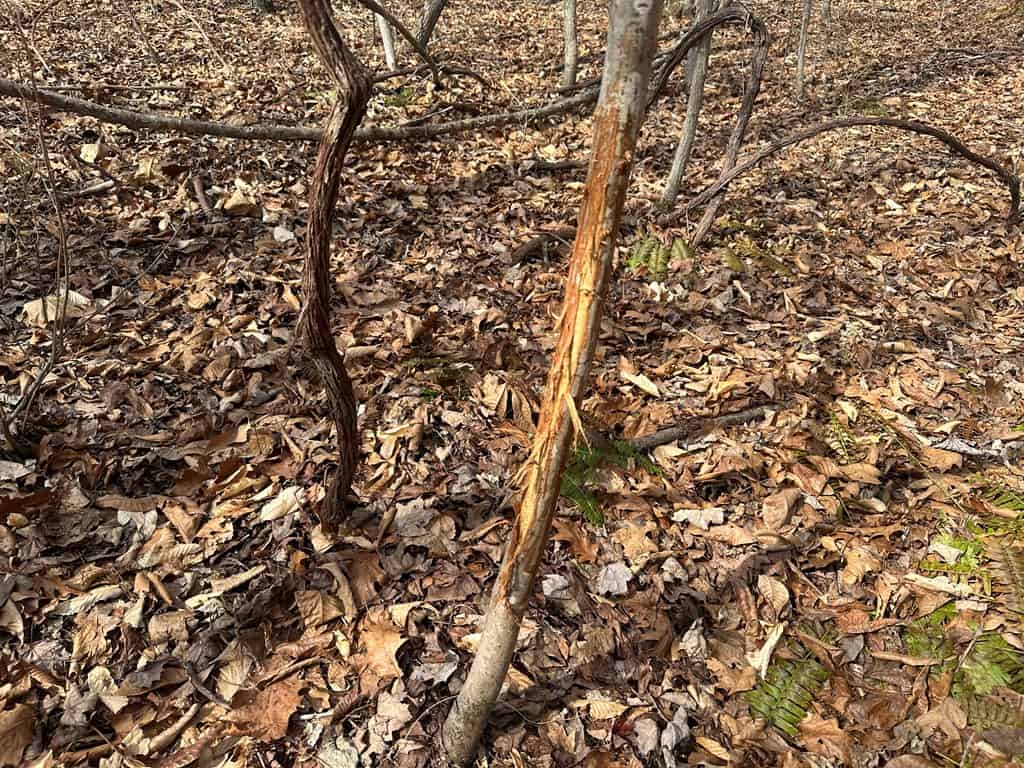 35.24 Acres Bordering White Oak Mountain WMA – Hunter’s Haven