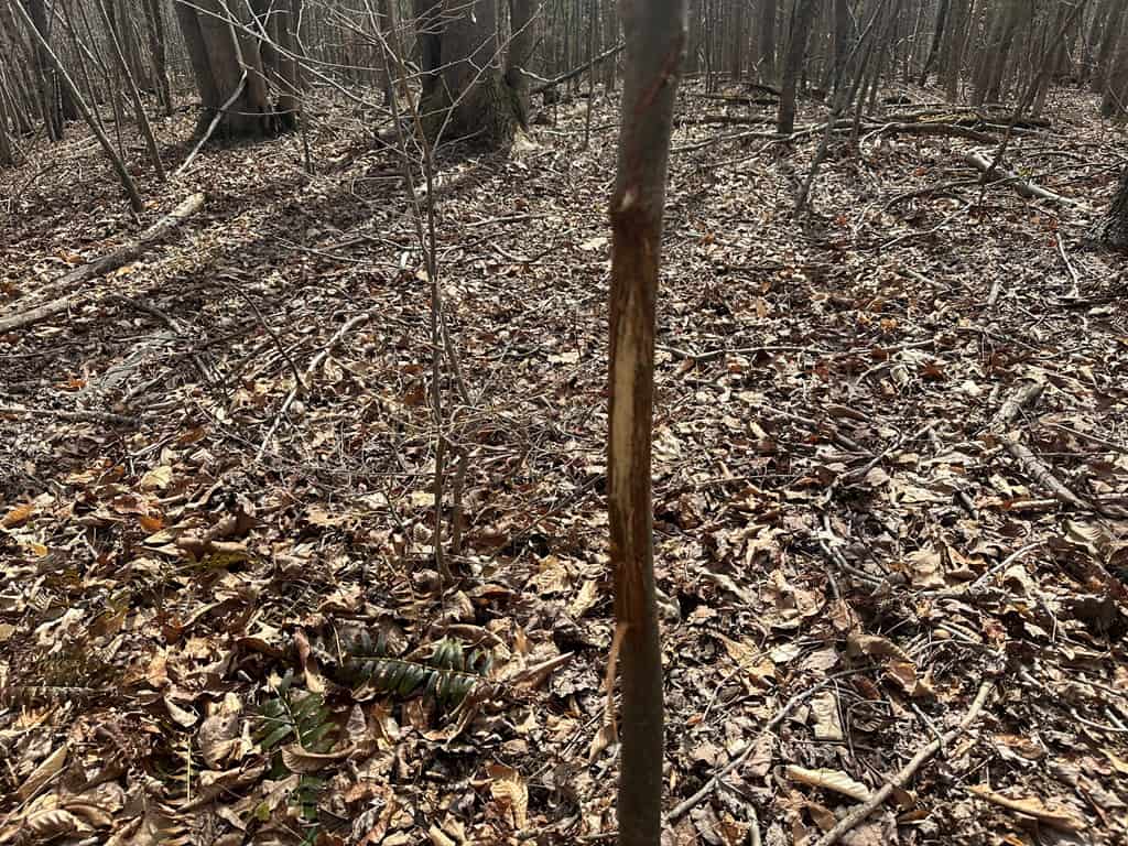 35.24 Acres Bordering White Oak Mountain WMA – Hunter’s Haven