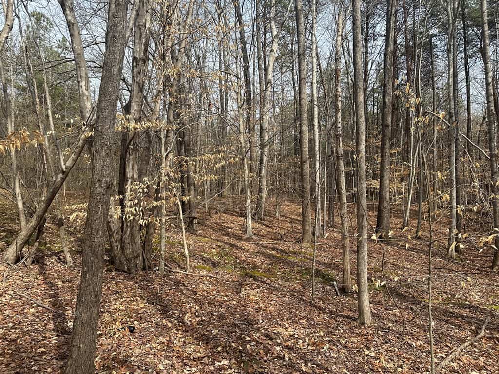 35.24 Acres Bordering White Oak Mountain WMA – Hunter’s Haven
