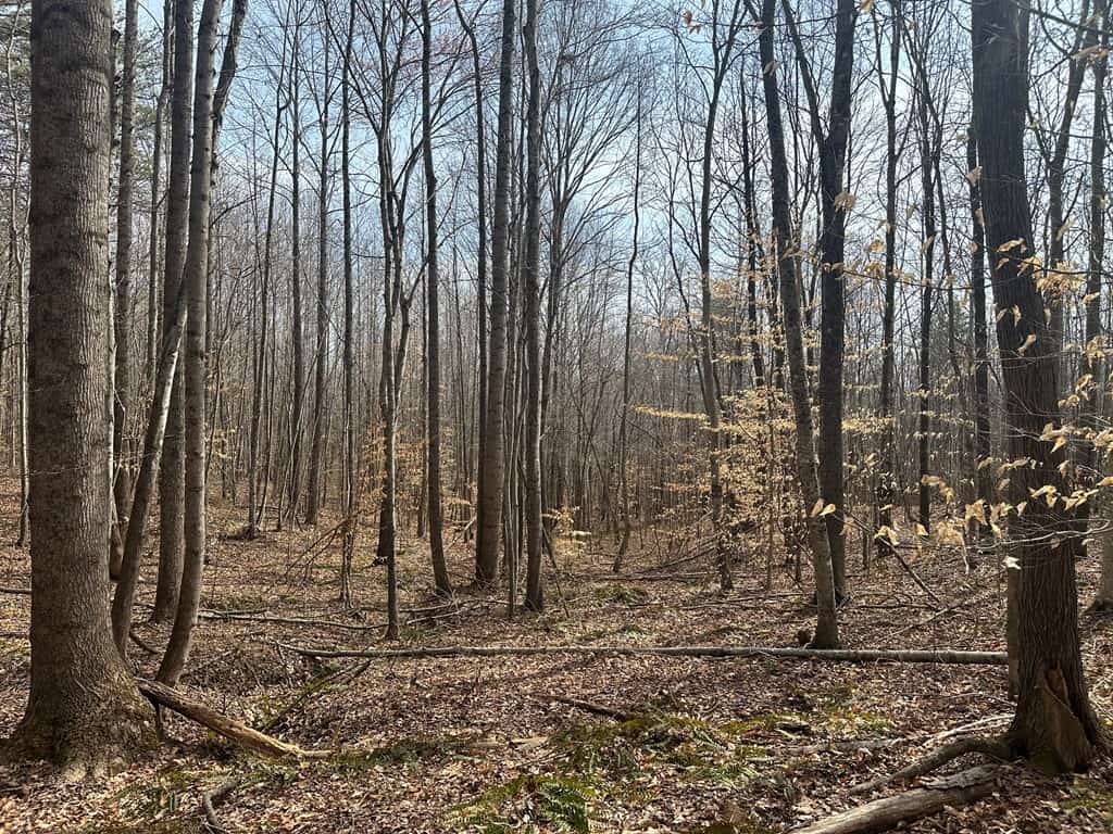 35.24 Acres Bordering White Oak Mountain WMA – Hunter’s Haven