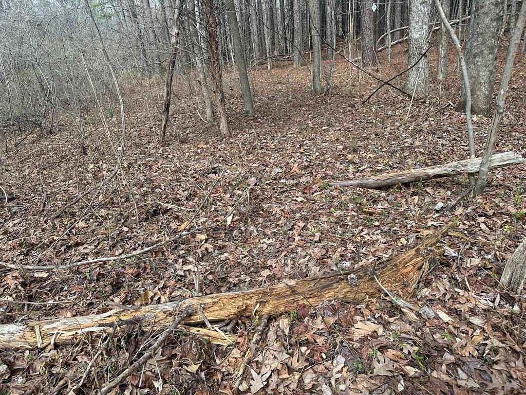 35.24 Acres Bordering White Oak Mountain WMA – Hunter’s Haven