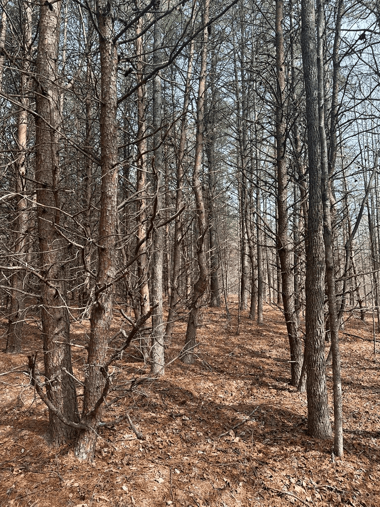 35.24 Acres Bordering White Oak Mountain WMA – Hunter’s Haven