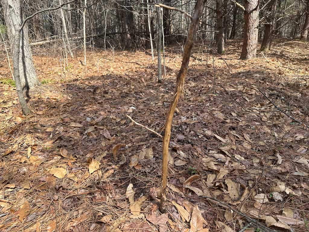 35.24 Acres Bordering White Oak Mountain WMA – Hunter’s Haven